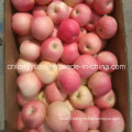 New Fresh Red Gala Apple (138/150/175/198#)